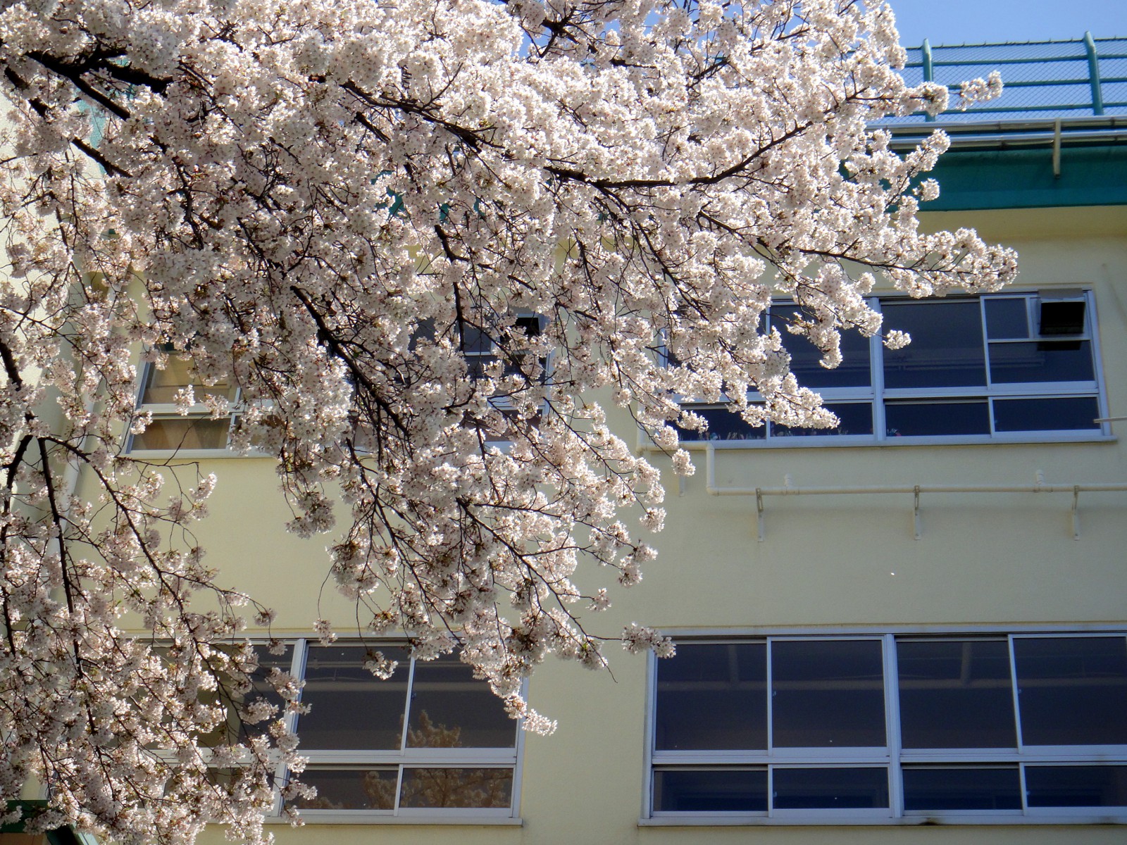 学校に咲く桜